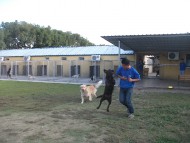 http://www.buddydog.net/wp-content/uploads/Yogi-3-wpcf_190x143.jpg