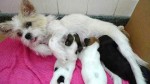 mum & 4 puppies