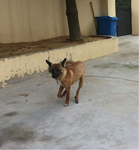 peanut 2